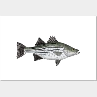 White Bass Posters and Art